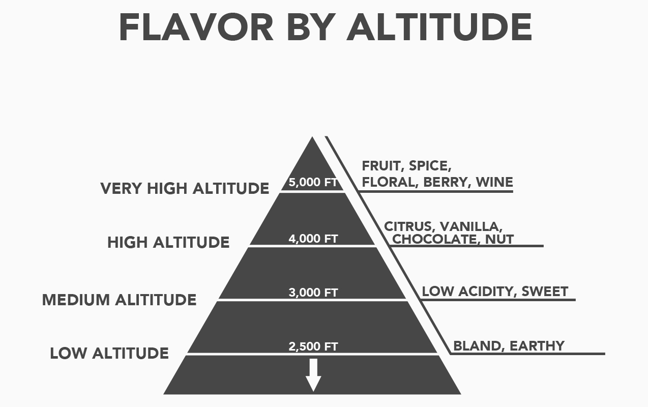 HOW DOES ALTITUDE AFFECT COFFEE AND ITS TASTE IN THE CUP?