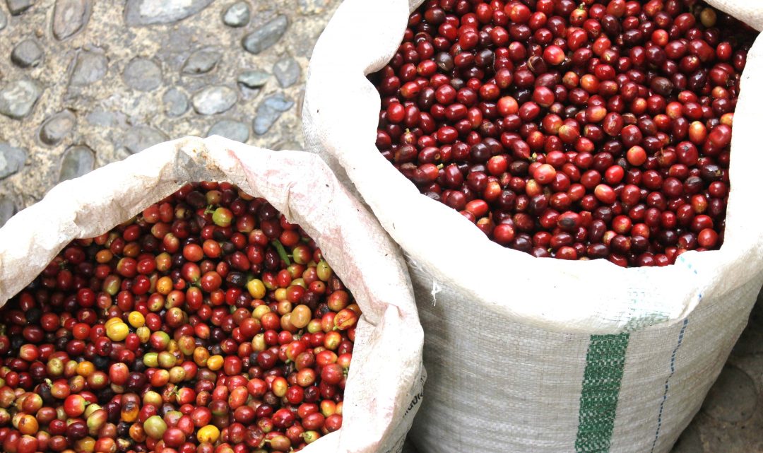 STEPS TOWARDS SPECIALTY IN VIETNAM, COFFEE’S 2ND BIGGEST PRODUCER